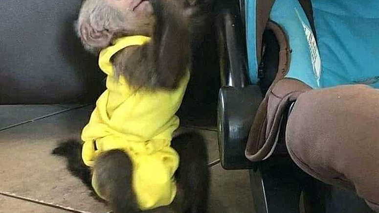 Vaccinated Capuchin Monkeys  for  sale - صورة 1