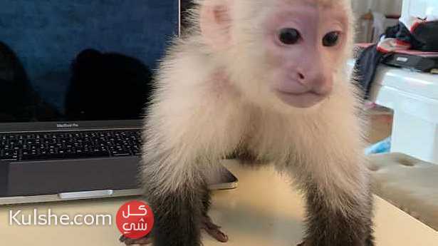 Healthy  Capuchin Monkeys  for  sale - صورة 1