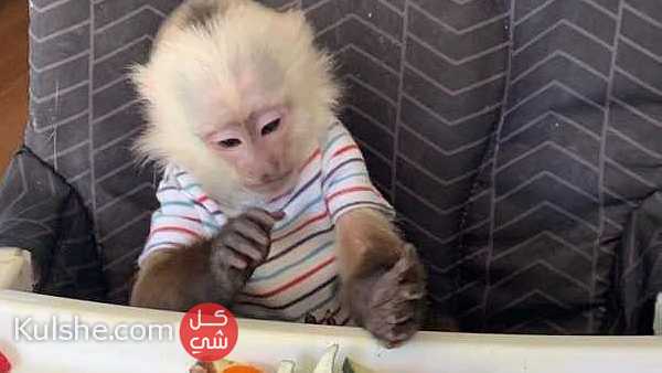 Fully Trained  and  Healthy  Capuchin Monkeys  for  sale - صورة 1