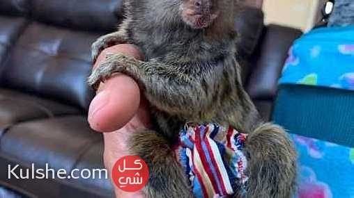 Quality  Marmoset  Monkeys for Sale - صورة 1