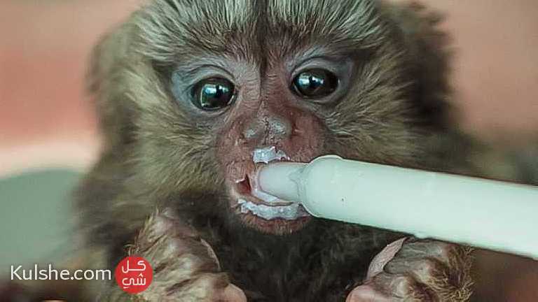 Playful Finger Marmoset  Monkeys for Sale - صورة 1