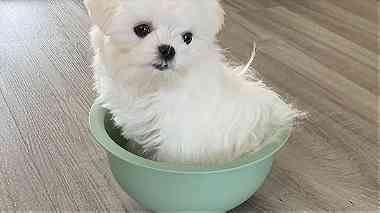 Teacup Maltese  Puppies for  sale