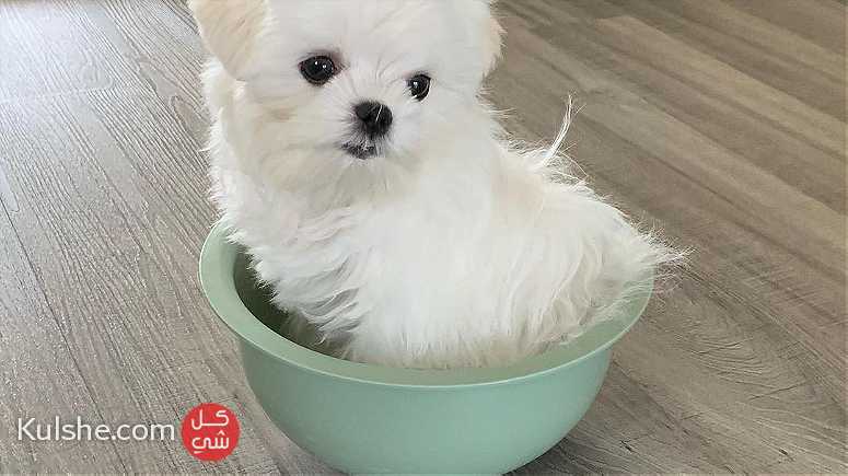 Teacup Maltese  Puppies for  sale - صورة 1