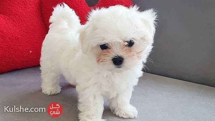 Adorable  Maltese  Puppies for  sale - Image 1