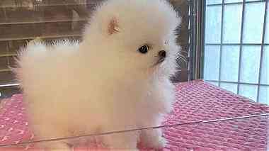 White  Pomeranian  Puppies for  sale