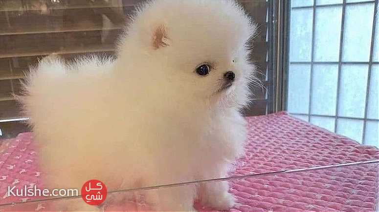 White  Pomeranian  Puppies for  sale - صورة 1