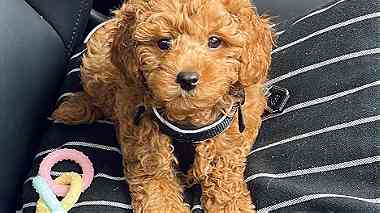 Toy poodle   Puppies for  sale