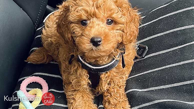 Toy poodle   Puppies for  sale - صورة 1