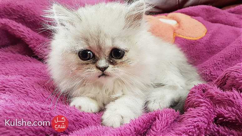 Persian  kittens for Sale - صورة 1