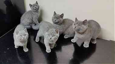 British Shorthair    kittens for Sale