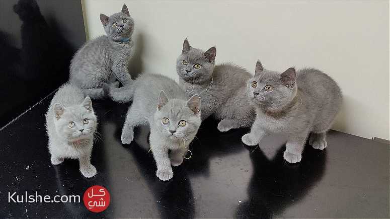 British Shorthair    kittens for Sale - صورة 1