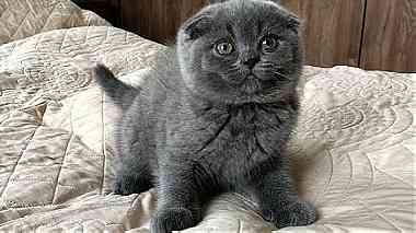 Scottish Fold    kittens for Sale