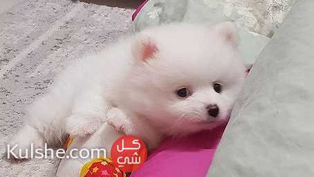 Mini Pomeranian puppies for sale in UAE - صورة 1