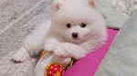 Mini Pomeranian puppies for sale in UAE - صورة 2