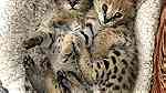 SERVAL KITTENS Available for sale - صورة 1