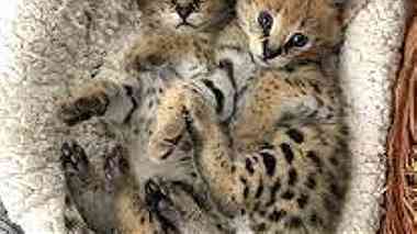 SERVAL KITTENS Available for sale