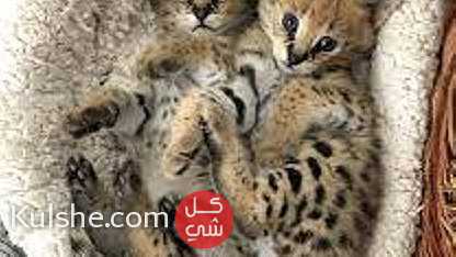 SERVAL KITTENS Available for sale - صورة 1