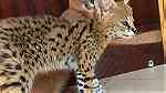 SERVAL KITTENS Available for sale - صورة 2