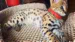 SERVAL KITTENS Available for sale - صورة 3