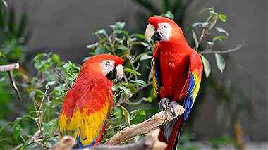3 Month Old Green Wing Macaw For Sale