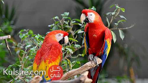 3 Month Old Green Wing Macaw For Sale - صورة 1