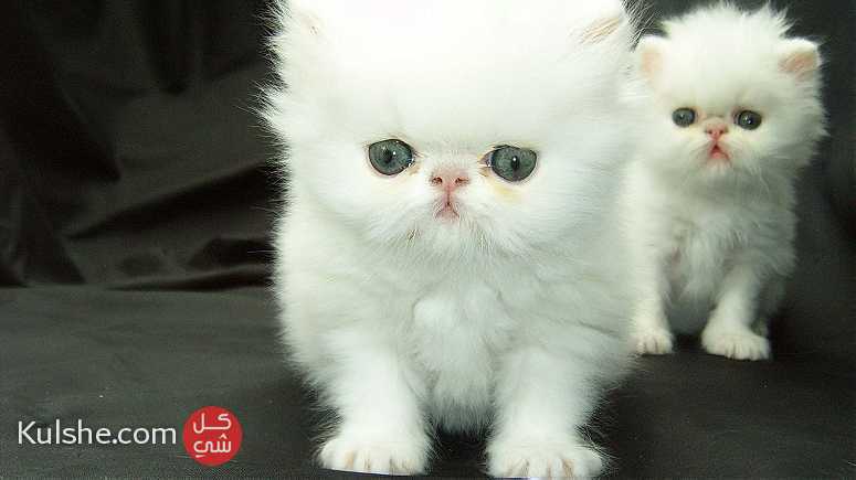 Adorable persian kittens looking for a good and caring home. - صورة 1