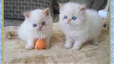 Himalayan kittens for adoption