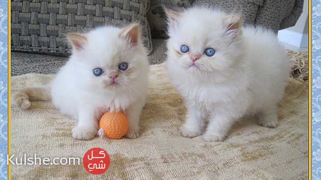 Himalayan kittens for adoption - صورة 1