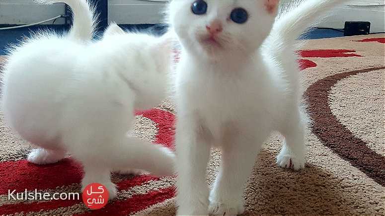 Turkish Angora kittens for caring homes. - Image 1