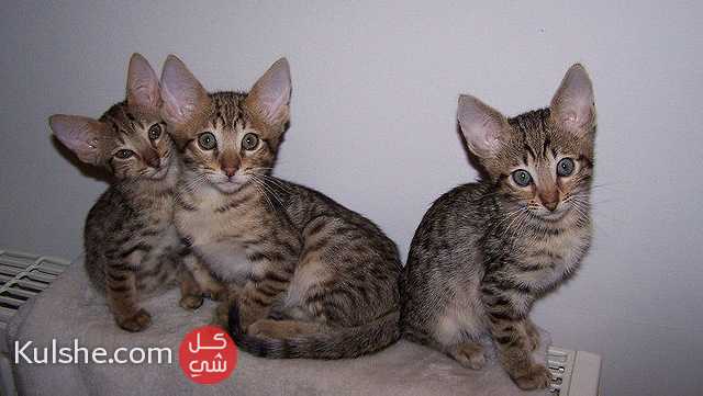 Awesome Savanna kittens available both male and female - صورة 1