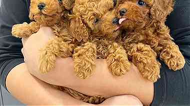 Sweet poodle dogs