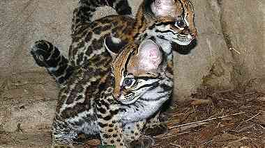 The amazing Ocelot kittens are available