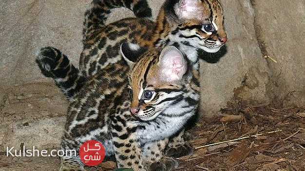 The amazing Ocelot kittens are available - صورة 1