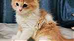 قط ذكر شيرازي - persian male kitten - صورة 1