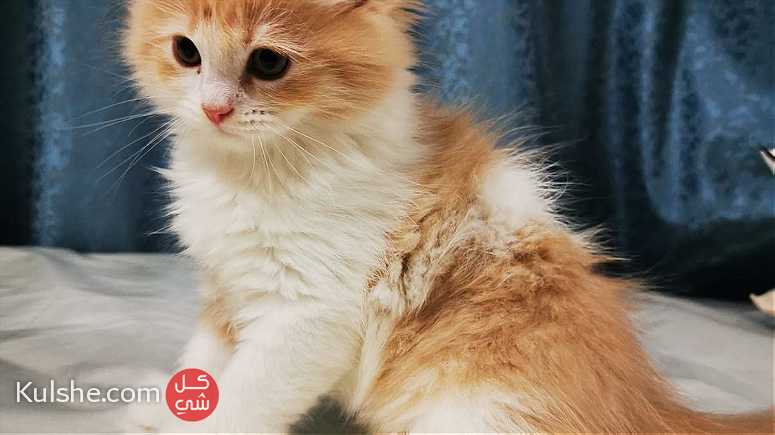 قط ذكر شيرازي - persian male kitten - صورة 1