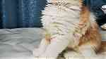 قط ذكر شيرازي - persian male kitten - صورة 3