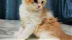 قط ذكر شيرازي - persian male kitten - Image 4