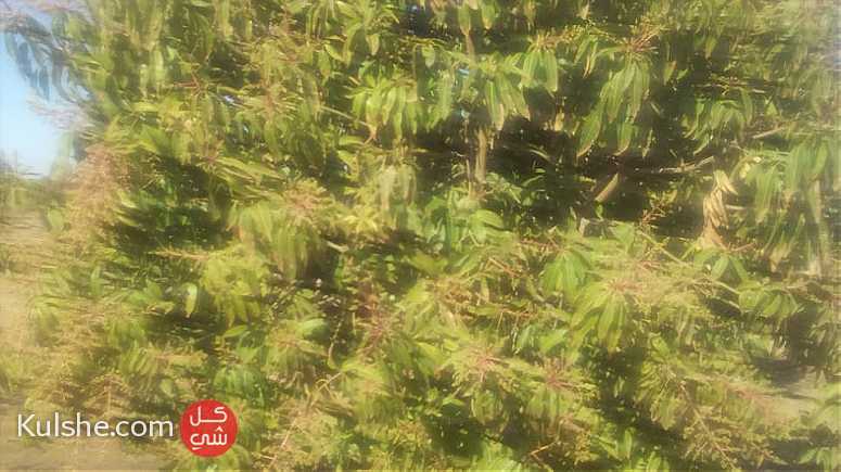 مزرعه  خمسه فدان مانجو  عمر 15 عام  للبيع فى السويس - Image 1