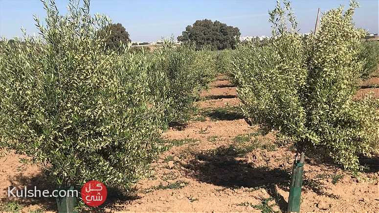 ارض زيتون للبيع في سيدي عمر بوحجلة القيروان - Image 1