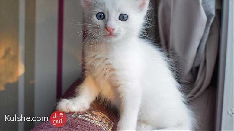 Turkish Angora Kittens for sale - Image 1