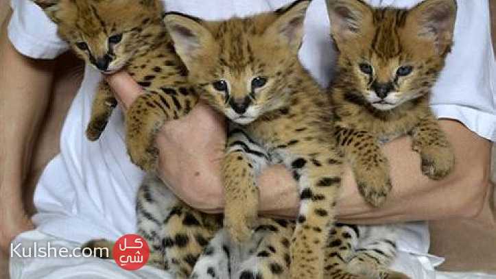 Savannah Kittens for sale - صورة 1