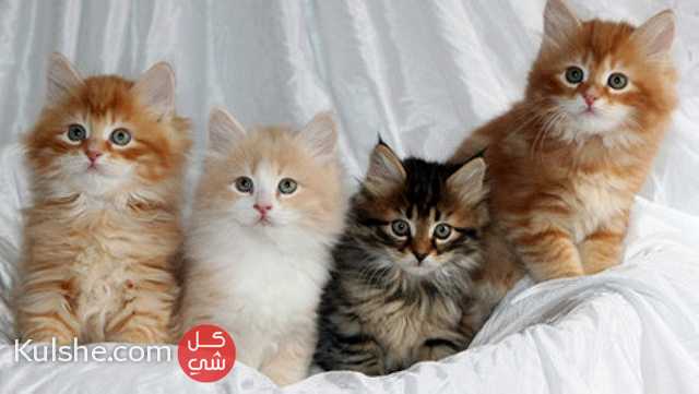 Siberian Kittens for sale - صورة 1