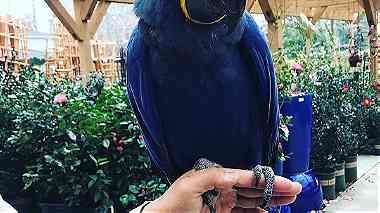 Lovely Blue Healthy Macaw Parrots for sale