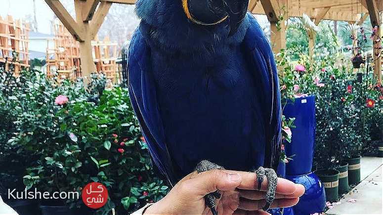 Lovely Blue Healthy Macaw Parrots for sale - صورة 1