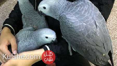 Precious African Grey Parrots for sale - Image 1