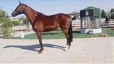 Thoroughbred Horses for sale.