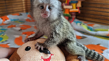 Cute Finger Marmoset Monkeys for sale