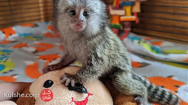 Cute Finger Marmoset Monkeys for sale - صورة 1