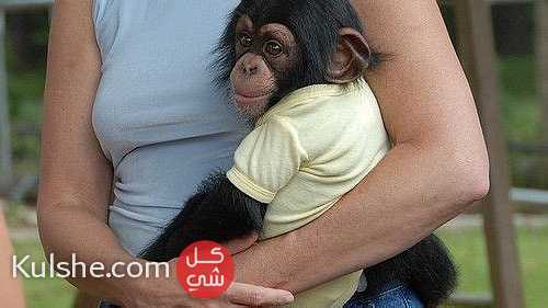 Lovely Chimpanzee Monkeys for Sale - Image 1