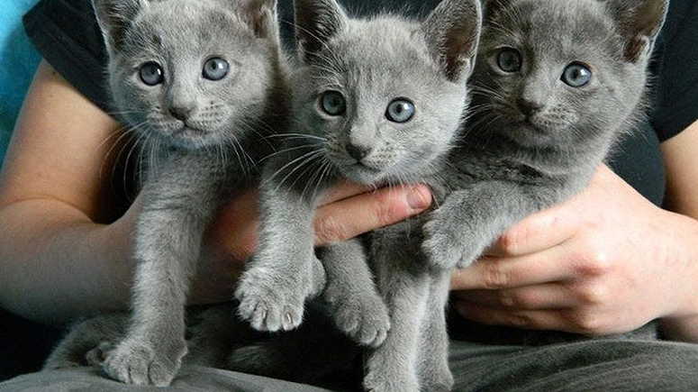 Lovely Russian Blue Kittensor saleo good new homes - Image 1